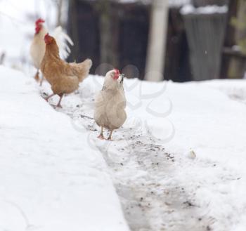 chicken in the snow on the nature