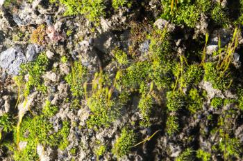 green moss on nature. close-up