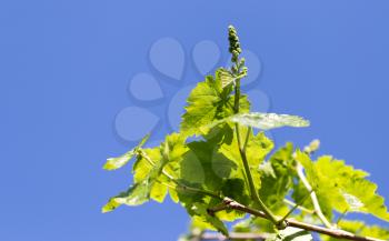 grape leaves against the blue sky