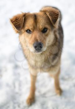 dog portrait outdoors in winter