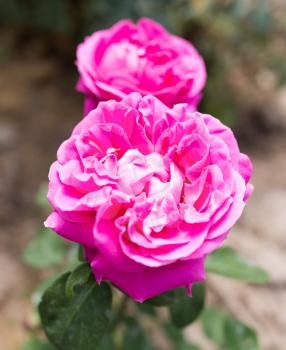 beautiful pink rose in nature