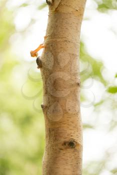 birch trunk wild in nature