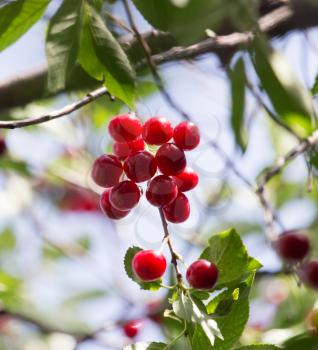 Cherry on the tree in nature