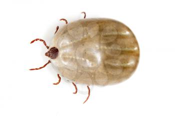 beetle mite on a white background