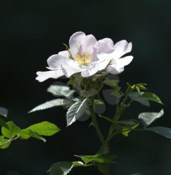 beautiful white flower in nature