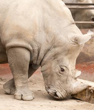 rhino in the park on the nature