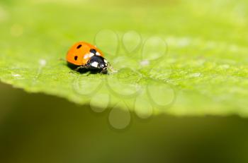 ladybug on a plant in the nature. macro