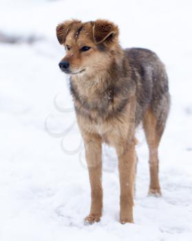 dog portrait outdoors in winter