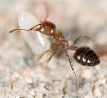 little ant in nature. super macro