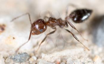 little ant in nature. super macro