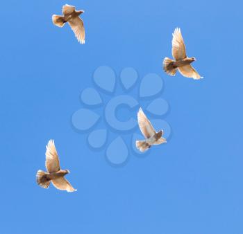 a flock of doves in flight against blue sky