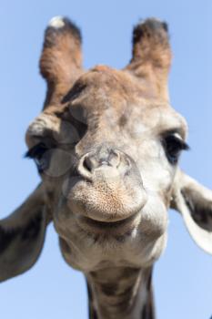 Portrait of a giraffe against the blue sky