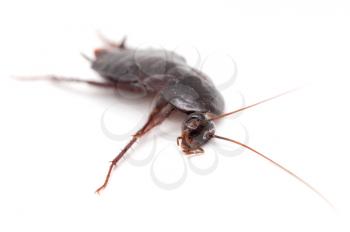 cockroach on a white background