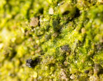 moss green in nature. macro