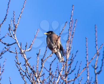 Starling on a tree against the blue sky