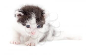 little kitten on white background