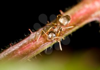 aphids on the plant. macro