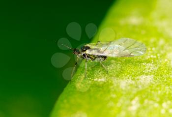 fly on a green leaf. macro