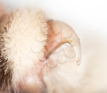 cat's paw as a background. macro