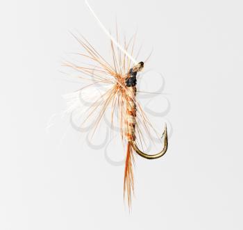 fly for fishing on a white background