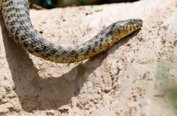 snake in the nature