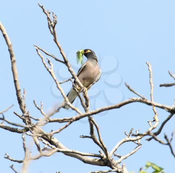 Indian starling on tree