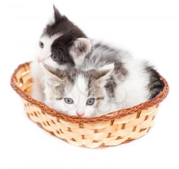 two kittens in a basket on a white background