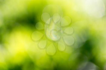 bokeh background of green nature