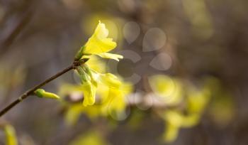 Yellow apricot flowers bloom in the New Year's Day traditional Tet signaling of ethnic Vietnam