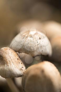 inedible mushrooms in nature