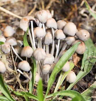 inedible mushrooms in nature