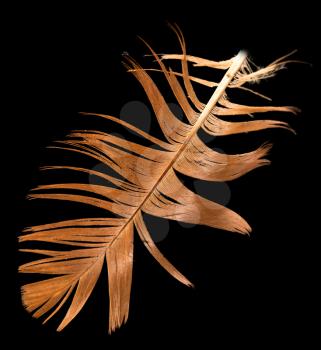 feather on a black background