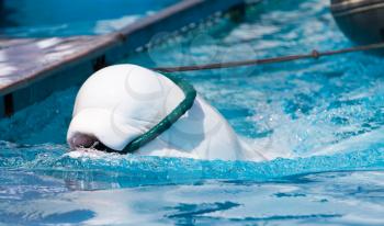 white dolphin in the pool