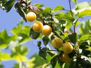 Yellow plums on the tree in nature