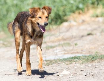 dog on the nature