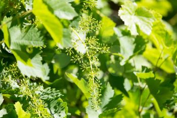 grapes in spring in nature