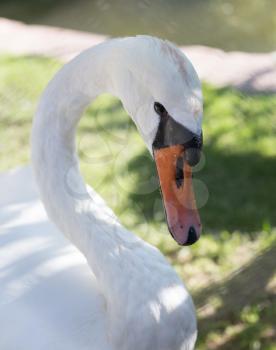 White swan in the zoo
