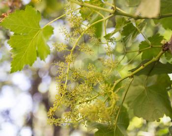 grapes in spring in nature