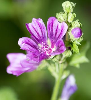 beautiful purple flower in nature