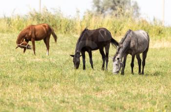 Three horses in a pasture in nature