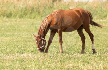 a horse in a pasture in nature