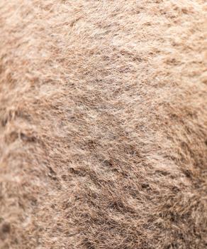 camel wool as background