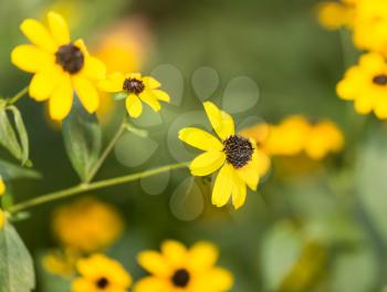 beautiful yellow flower in nature