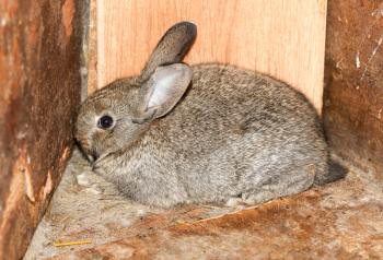 beautiful rabbit on the farm