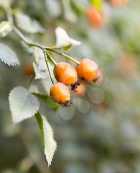rosehip berries on nature