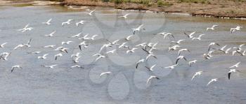 flock of gulls on the river