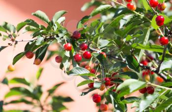 red cherry on nature