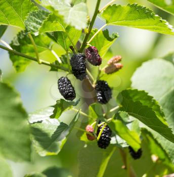 mulberry on tree branches