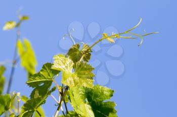 grapes in spring in nature
