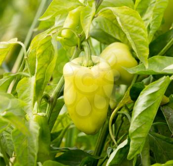 paprika in the garden outdoors